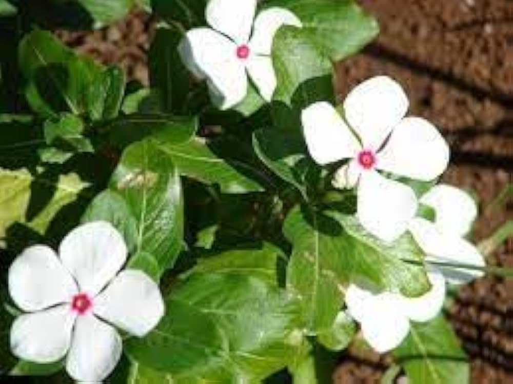 Polka Dot Vinca Flower seeds for Planting - Wildflower Mix, Heirloom & GMO Free Seeds for Home Garden