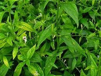 Andrographis Flower seeds for Planting Compact Growth Heirloom & GMO Free Seeds for Home Garden 
 
 Sale for planting in home garden