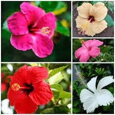 Army Green Hibiscus Flower seeds for Planting - Wildflower Mix, Heirloom & GMO Free Seeds for Home Garden