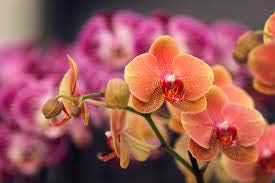 Light Red Orchid Phalaenopsis Seeds for Planting Cut Flower Favorite Heirloom & GMO Free Seeds for Home Garden
 
 Sale
