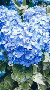 Geranium Flower Seeds For Vibrant Blooms - Easy Planting Guide
