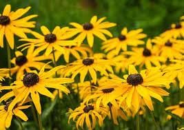 Rudbeckia Flower seeds for Planting Compact Growth Heirloom & GMO Free Seeds for Home Garden 
 
 Sale for planting in home garden