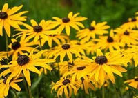 Rudbeckia Flower seeds for Planting Compact Growth Heirloom & GMO Free Seeds for Home Garden 
 
 Sale for planting in home garden