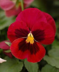 Pansy Character Red Wing Flower Seeds