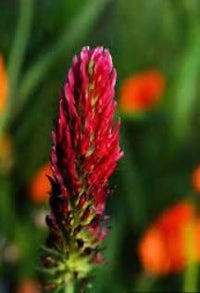 Pink Pachystachys Lutea Seeds Flower seeds for Planting - Perfect for Borders, Heirloom & GMO Free Seeds for Home Garden
 
 Sale for planting in home garden.