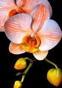 Orange White Orchid Flower Seeds – Garden Favorite Heirloom & NonGMO Seeds for Home Garden
 
 Sale