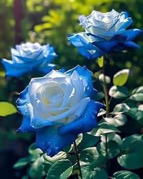 Light Blue Osiria Rose Seeds for Planting - Unique Flower Variety