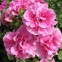 Petunia Hybrida Bonsai Balcony Flower Seeds
