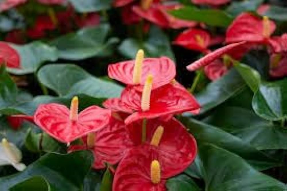 Anthurium Flower seeds for Planting Drought Tolerant Heirloom & GMO Free Seeds for Home Garden