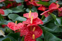 Anthurium Flower seeds for Planting Drought Tolerant Heirloom & GMO Free Seeds for Home Garden