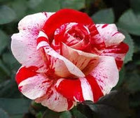 Red & Light Pink Rose Seeds for Planting, Heirloom Non-GMO Flowers for Home Garden
 
 Sale seeds for home garden