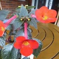 Heirloom Achimenantha Flower seeds for Planting Low Maintenance Heirloom & GMO Free Seeds for Home Garden 
 
 Sale for planting in home garden