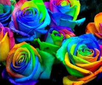 Rainbow Mixed Flower seeds for Planting - Long Bloom Season, Heirloom & GMO Free Seeds for Home Garden