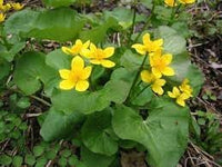 Caltha Palustris Flower seeds for Planting - Vibrant Colors, Heirloom & GMO Free Seeds for Home Garden
 
 Sale seeds for home garden