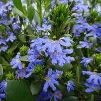 Crassifolia Flower seeds for Planting Hardy Variety Heirloom & GMO Free Seeds for Home Garden 
 
 Sale for planting in home garden