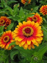 Yellow Pink Zinnia Flower seeds for Planting Easy to Grow Heirloom & GMO Free Seeds for Home Garden