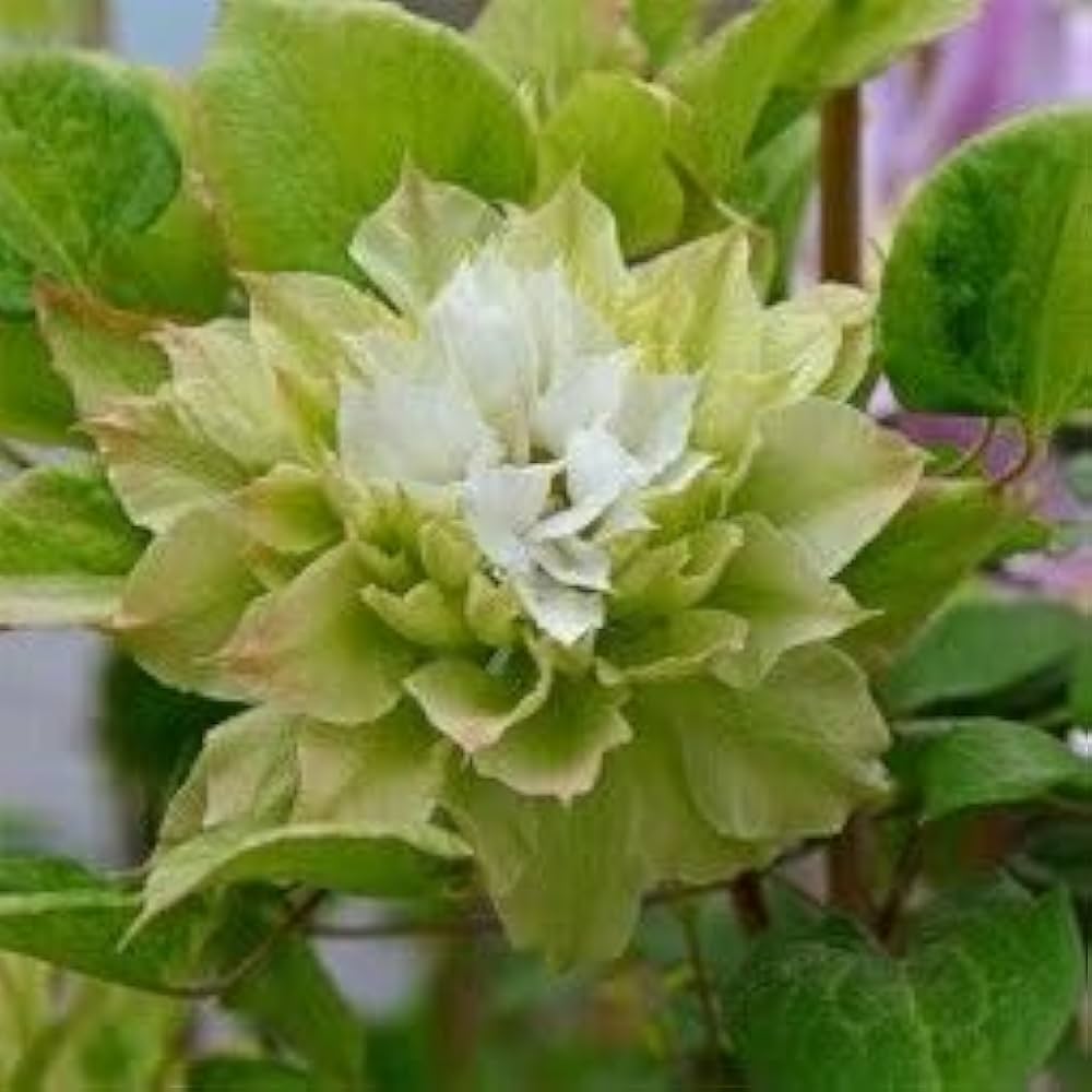 Green Clematis Flower seeds for Planting Vibrant Colors Heirloom & GMO Free Seeds for Home Garden