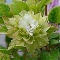 Green Clematis Flower seeds for Planting Vibrant Colors Heirloom & GMO Free Seeds for Home Garden