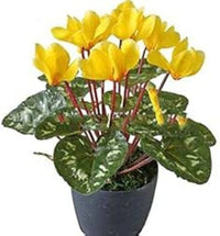 Light Yellow Cyclamen Flower seeds for Planting - Long Bloom Season, Heirloom & GMO Free Seeds for Home Garden