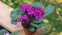 Heirloom (Heirloom African) seeds for planting in home garden