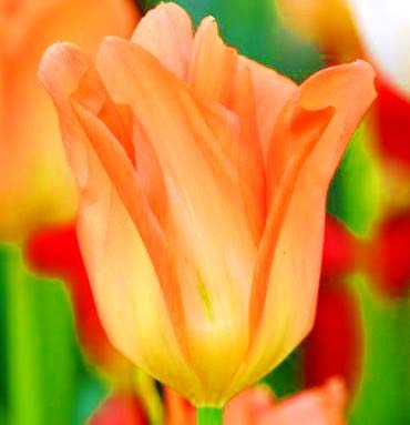 Orange Tulip Flower Seeds for Planting Hardy Variety Heirloom & GMO Free Seeds for Home Garden
 
 Sale