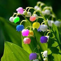 Bell Orchid Flower seeds for Planting - Perfect for Borders, Heirloom & GMO Free Seeds for Home Garden
 
 Sale seeds for home garden