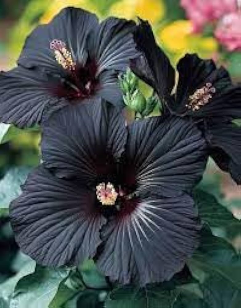 Black Hibiscus Flower seeds for Planting Shade Tolerant Heirloom & GMO Free Seeds for Home Garden 
 
 Sale