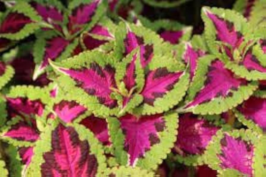 Pink Green Dragon Coleus Flower Seeds for Planting Garden Favorite Heirloom & GMO Free Seeds for Home Garden
 
 Sale