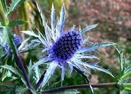Heirloom Eryngium Planum Flower seeds for Planting Long Bloom Season Heirloom & GMO Free Seeds for Home Garden 
 
 Sale for planting in home garden
