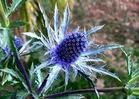 Heirloom Eryngium Planum Flower seeds for Planting Long Bloom Season Heirloom & GMO Free Seeds for Home Garden 
 
 Sale for planting in home garden