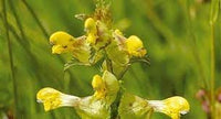 Rattle Flower seeds for Planting Long Bloom Season Heirloom & GMO Free Seeds for Home Garden 
 
 Sale for planting in home garden