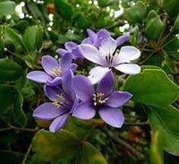 Lignum Flower seeds for Planting - Low Maintenance, Heirloom & GMO Free Seeds for Home Garden
 
 Sale seeds for planting in home garden