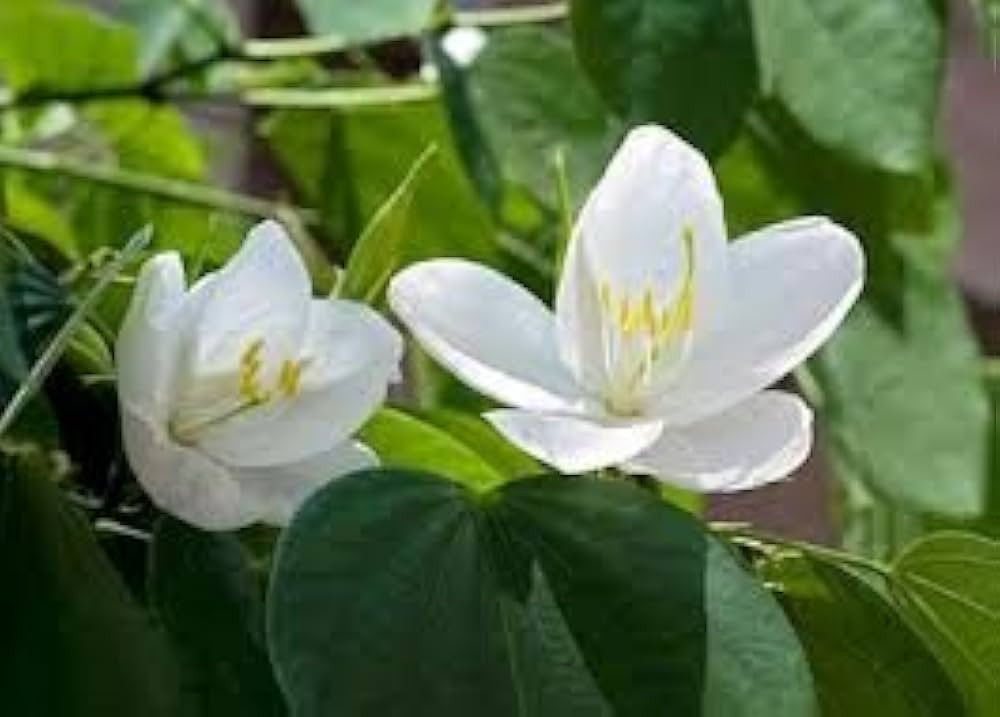White Racemosa Flower seeds for Planting - Premium Quality, Heirloom & GMO Free Seeds for Home Garden