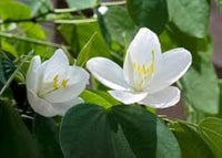 White Racemosa Flower seeds for Planting - Premium Quality, Heirloom & GMO Free Seeds for Home Garden