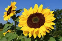 Heirloom SunFlower seeds for Planting Premium Quality Heirloom & GMO Free Seeds for Home Garden 
 
 Sale for planting in home garden