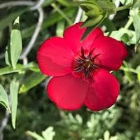 Scarlet Flax Flower seeds for Planting Bright Blooms Heirloom & GMO Free Seeds for Home Garden 
 
 Sale for planting in home garden