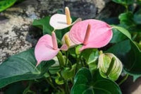 Dark Pink Anthurium Flower Seeds for Planting Seasonal Bloomer Heirloom & GMO Free Seeds for Home Garden
 
 Sale