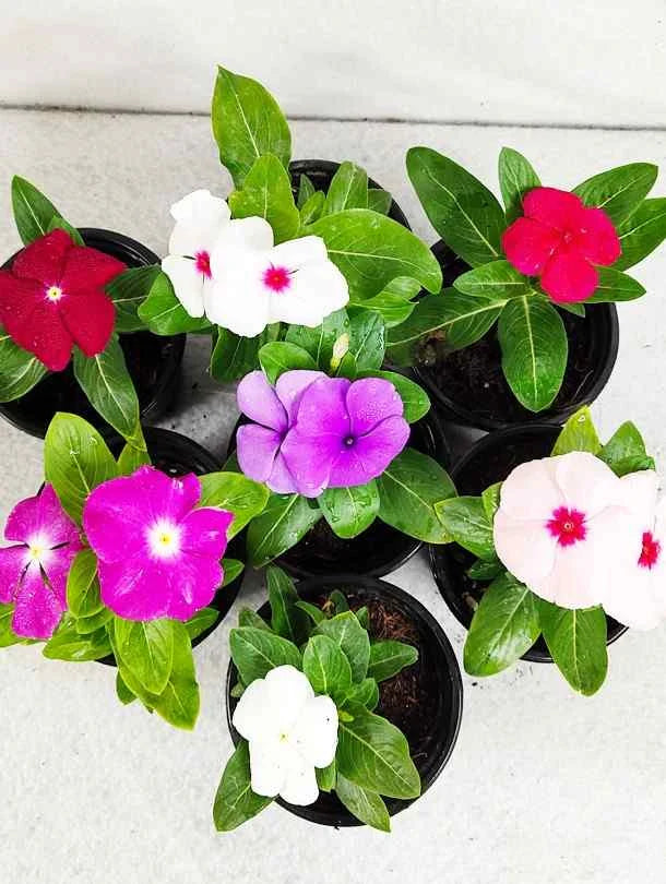 Linda Flower seeds for Planting Sun Loving Heirloom & GMO Free Seeds for Home Garden