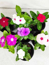 Linda Flower seeds for Planting Sun Loving Heirloom & GMO Free Seeds for Home Garden