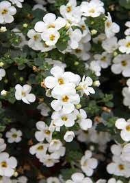 Heirloom Waterhyssop Flower seeds for Planting Colorful Display Heirloom & GMO Free Seeds for Home Garden