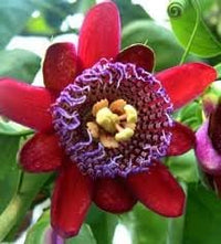 Riesengranadilla Flower seeds for Planting - Garden Favorite, Heirloom & GMO Free Seeds for Home Garden
 
 Sale seeds for home garden