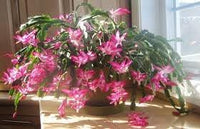 Schlumbergera Flower seeds for Planting Seasonal Bloomer Heirloom & GMO Free Seeds for Home Garden 
 
 Sale for planting in home garden