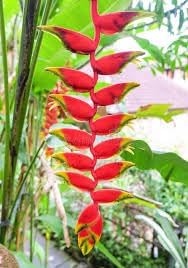 False Bird of Paradise Flower seeds for Planting Colorful Display Heirloom & GMO Free Seeds for Home Garden 
 
 Sale for planting in home garden