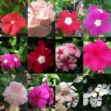 100 Pcs