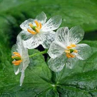 Transparent Skeleton Flower seeds for Planting - Easy to Grow, Heirloom & GMO Free Seeds for Home Garden