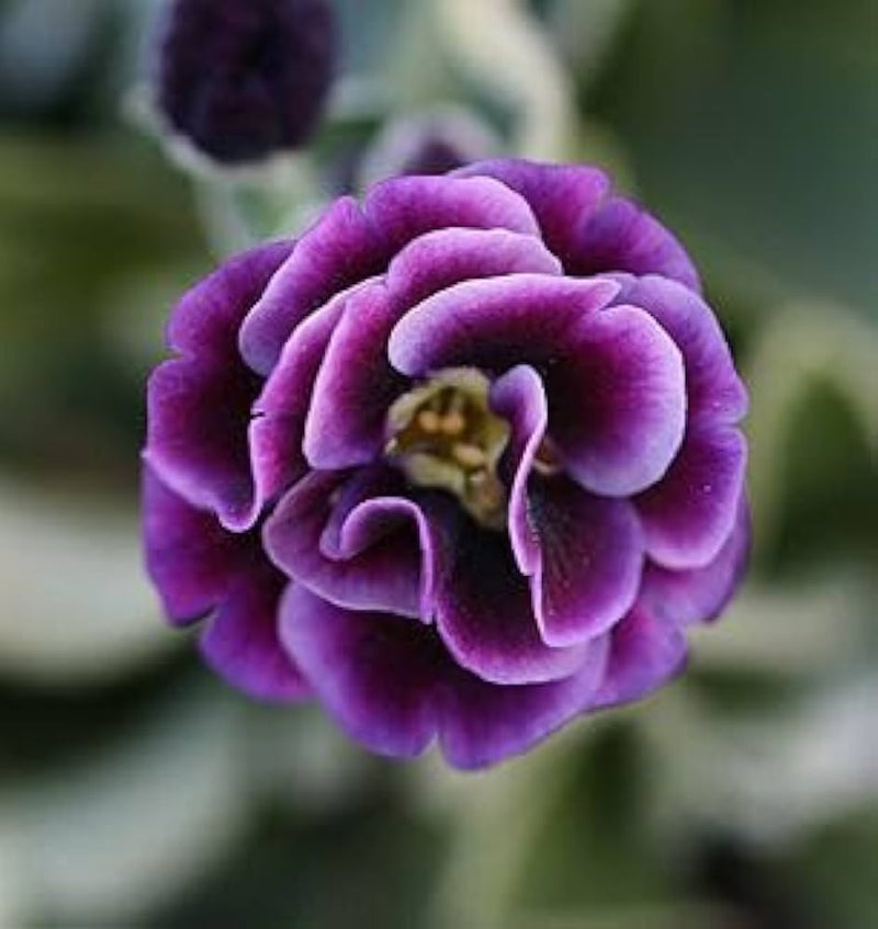 Violet Primrose Seeds for Planting: Brighten Your Landscape