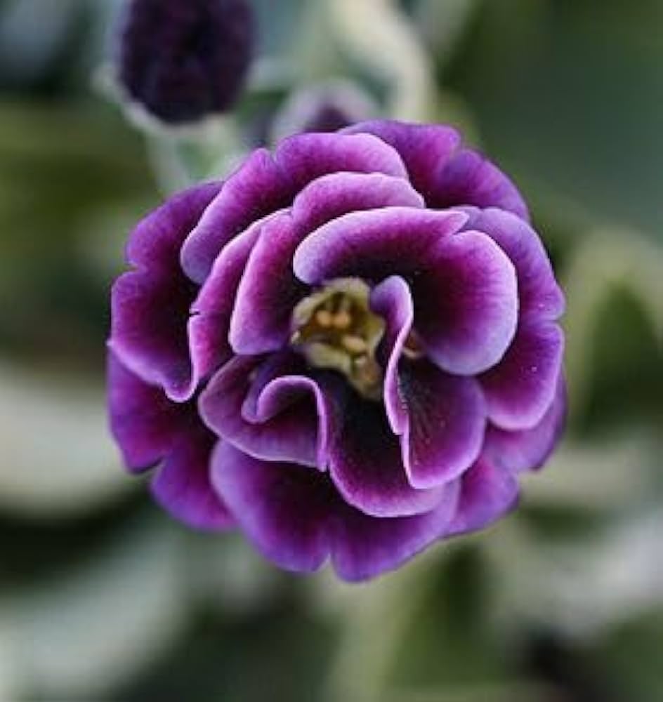 Violet Primrose Seeds for Planting: Brighten Your Landscape