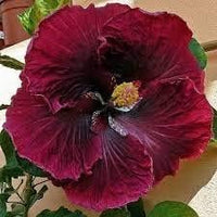 Red Black Hibiscus Flower Seeds for Planting Pollinator Friendly Heirloom & GMO Free Seeds for Home Garden
 
 Sale