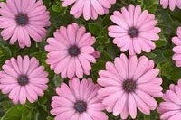 Osteospermum Ecklonis Flower seeds for Planting Premium Quality Heirloom & GMO Free Seeds for Home Garden 
 
 Sale for planting in home garden