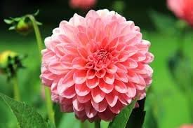 Heirloom Dahlia Flower seeds for Planting Vibrant Colors Heirloom & GMO Free Seeds for Home Garden 
 
 Sale for planting in home garden